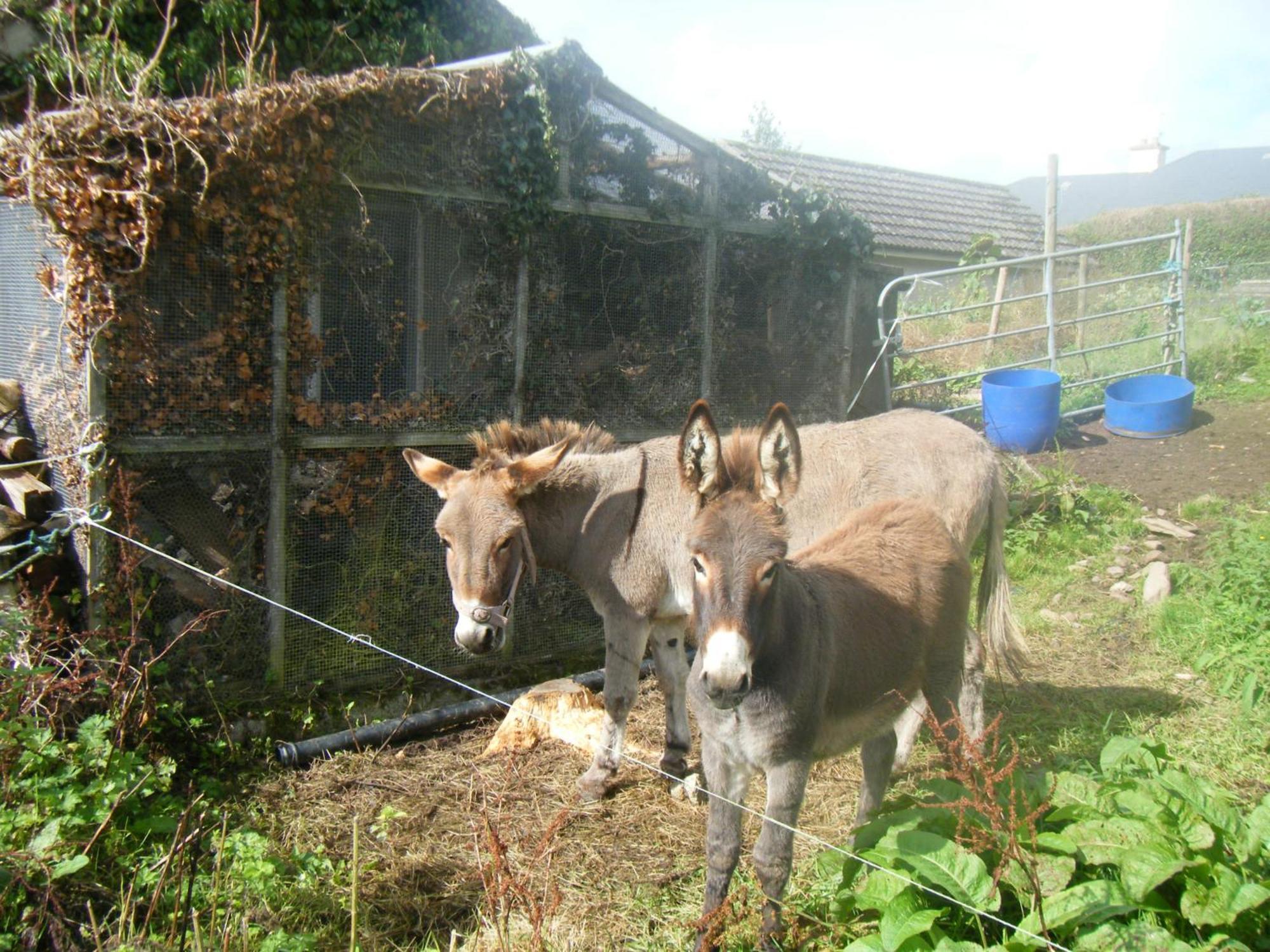 Ashfield B&B Kenmare Exterior foto